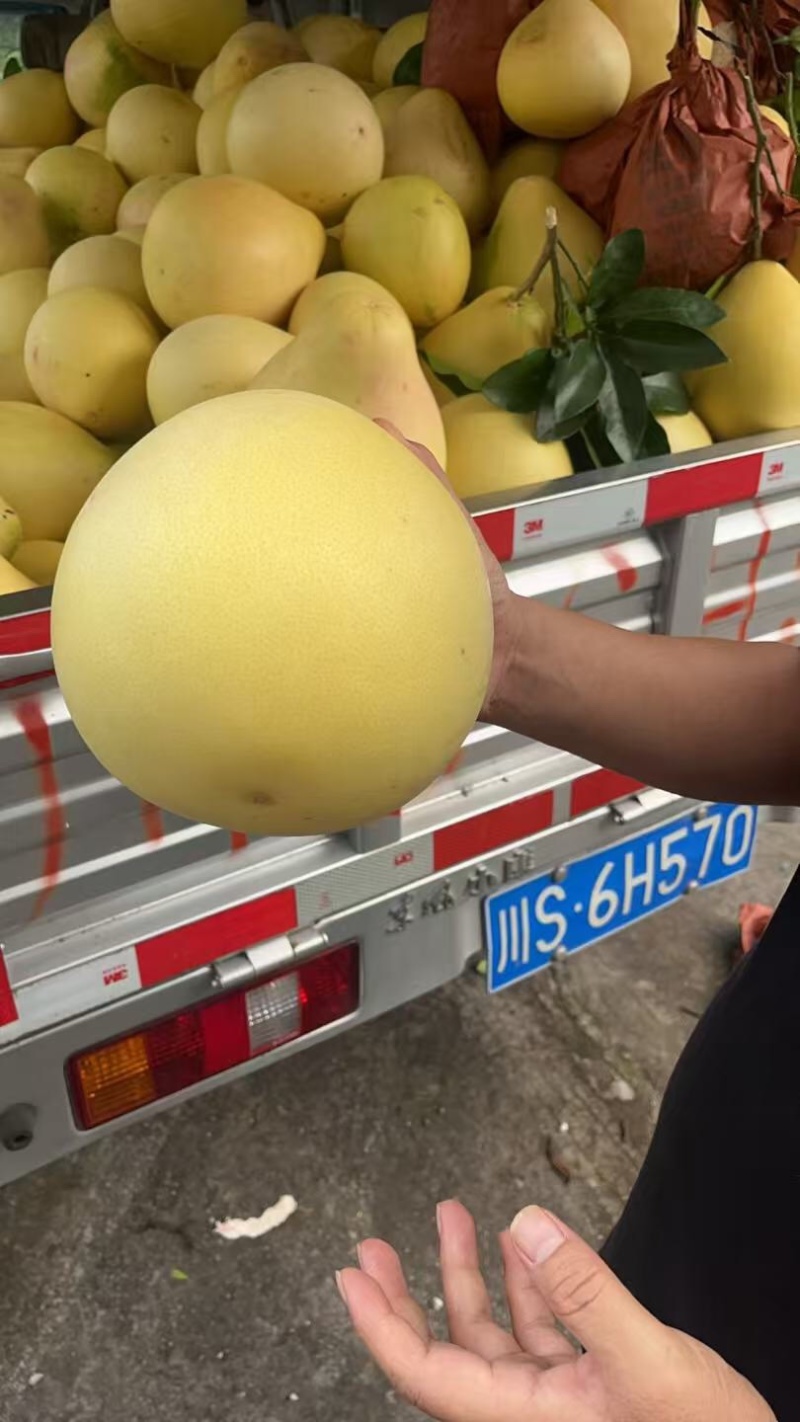 精品套袋三红柚