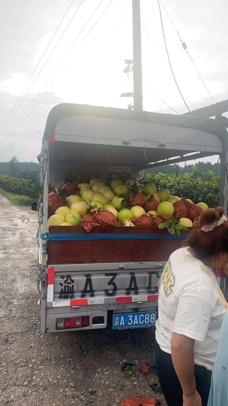 精品套袋三红柚