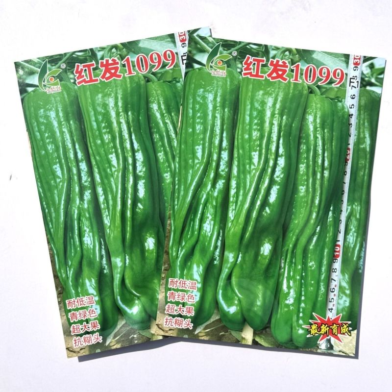 红发1099超大果薄皮椒种子早熟青椒薄皮微辣泡椒高产抗病
