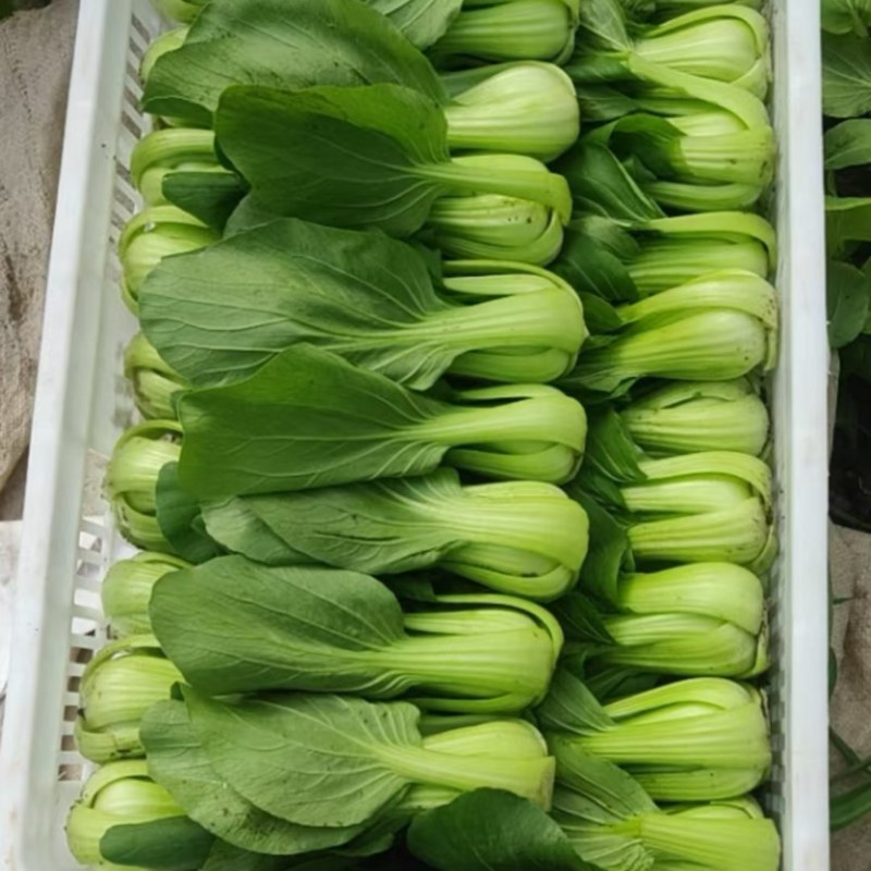 油麦菜大量上市，一手货源，各种规格，需要联系