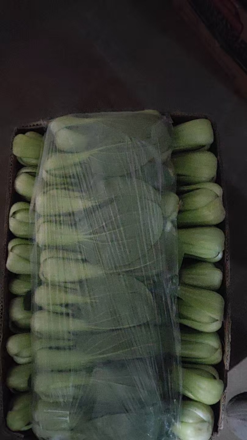 油麦菜大量上市，一手货源，各种规格，需要联系