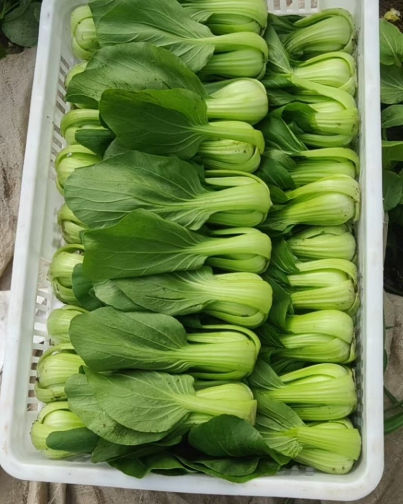 油麦菜大量上市，一手货源，各种规格，需要联系