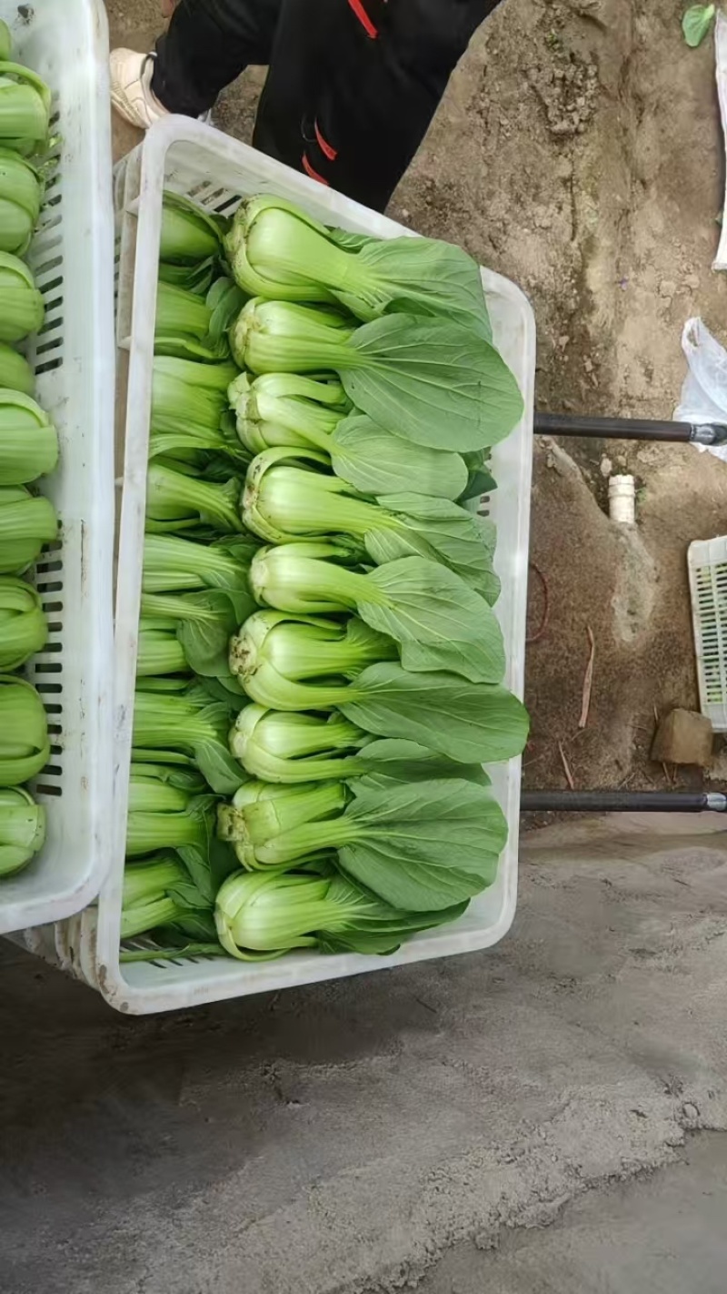 油麦菜大量上市，一手货源，各种规格，需要联系