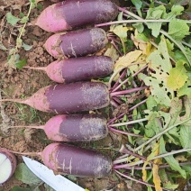 冰淇淋萝卜