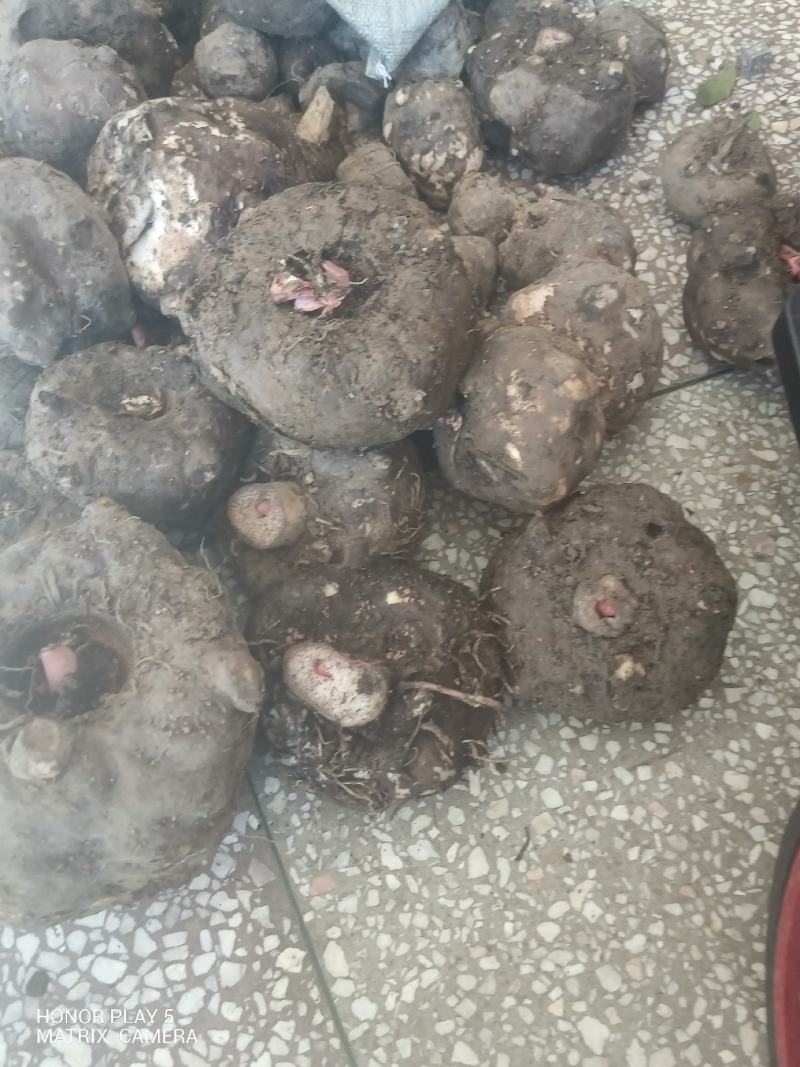 磨芋