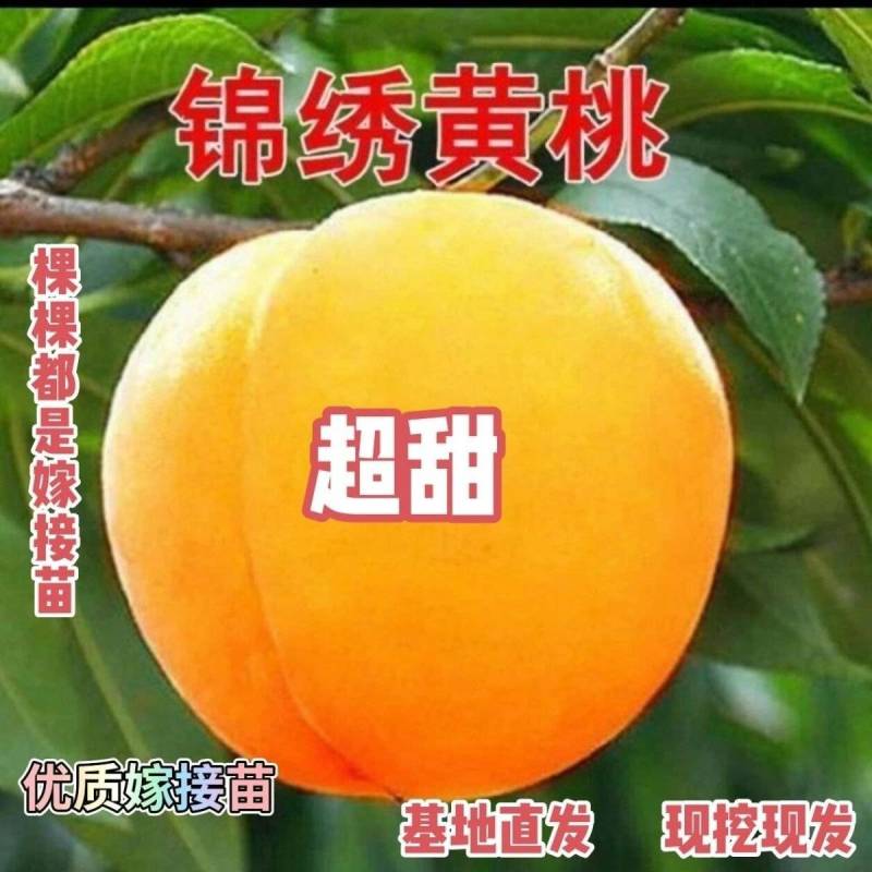 锦绣黄桃苗嫁接成苗育苗基地直发批发现挖现发