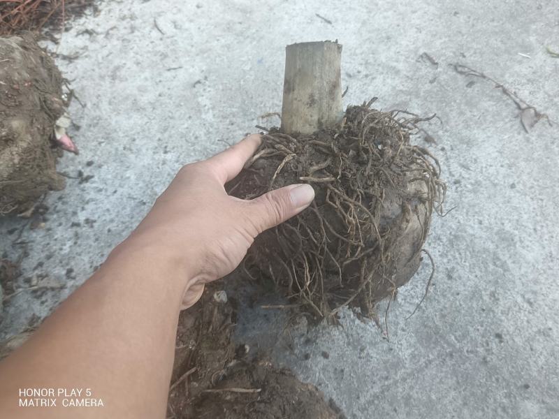 磨芋