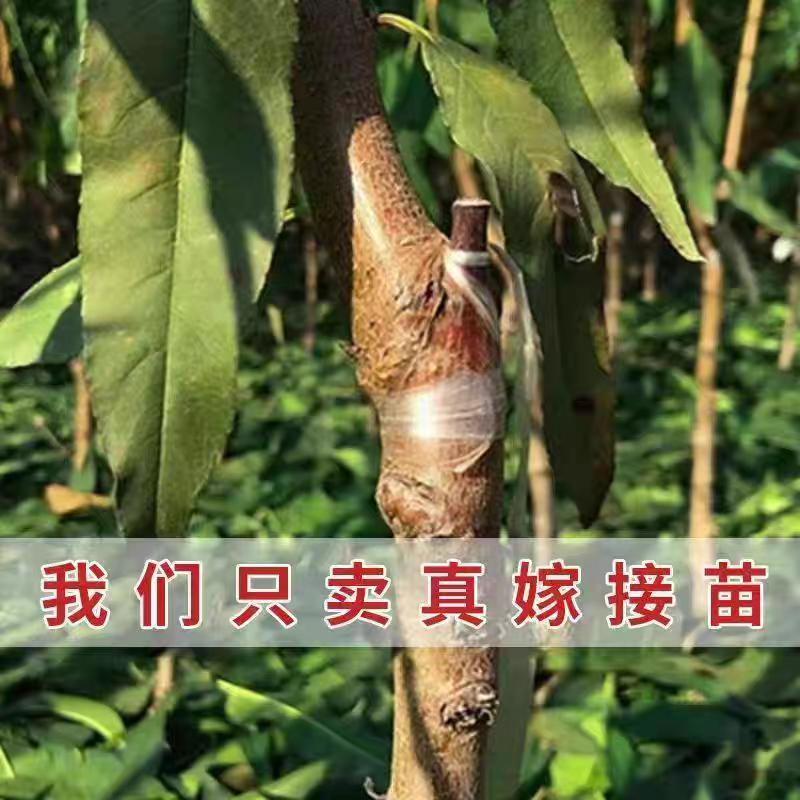 锦绣黄桃苗嫁接成苗育苗基地直发批发现挖现发