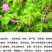 多花木兰种子护坡固土专用草籽荒山复绿灌木丛树籽四季可播马