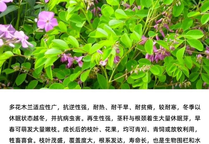 多花木兰种子护坡固土专用草籽荒山复绿灌木丛树籽四季可播马