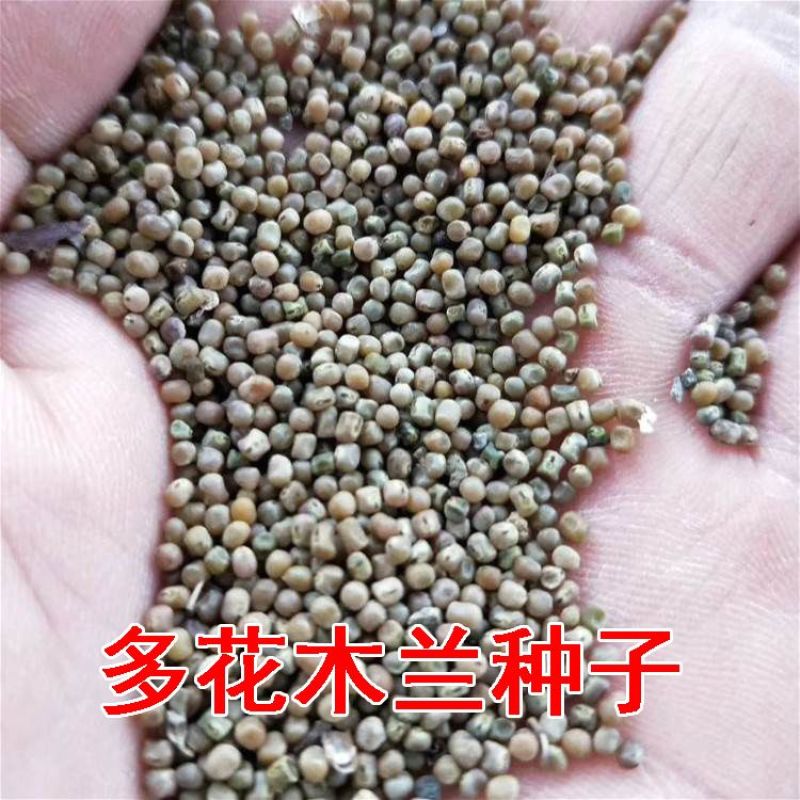 多花木兰种子护坡固土专用草籽荒山复绿灌木丛树籽四季可播马