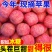 电商一件代发宁夏中宁大漠冰糖心富士苹果