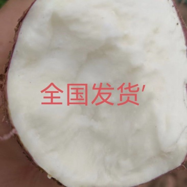 山东徐薯18，淀粉薯，烟薯25，精品全国发货