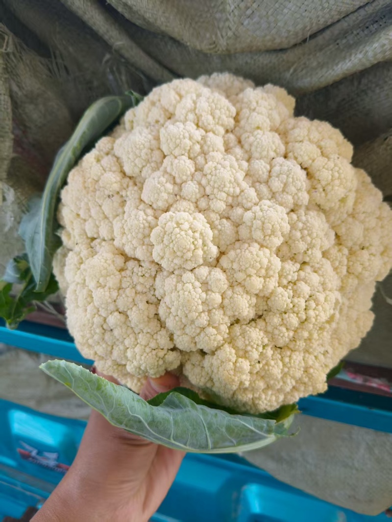 有机花菜