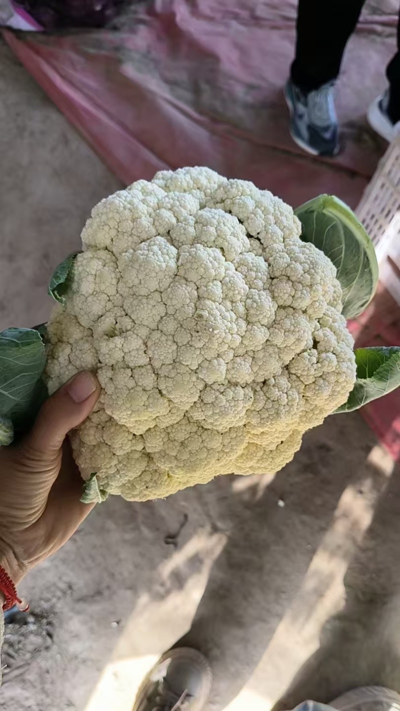 有机花菜