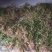 美花石解