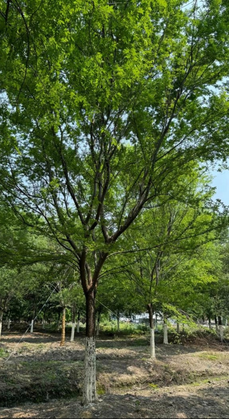 基地大量出售10-25公分榔榆