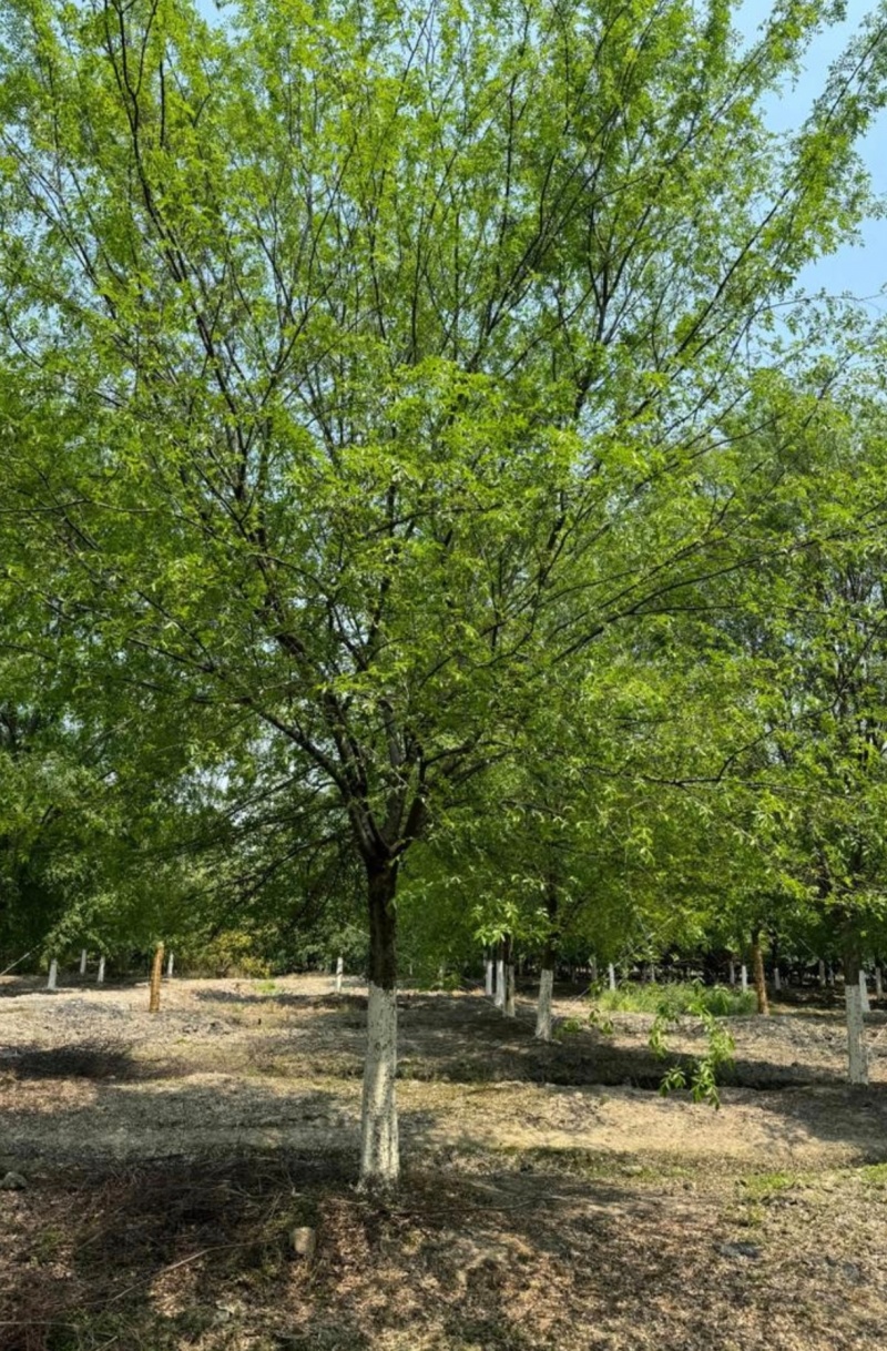 基地大量出售10-25公分榔榆