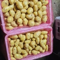 土豆