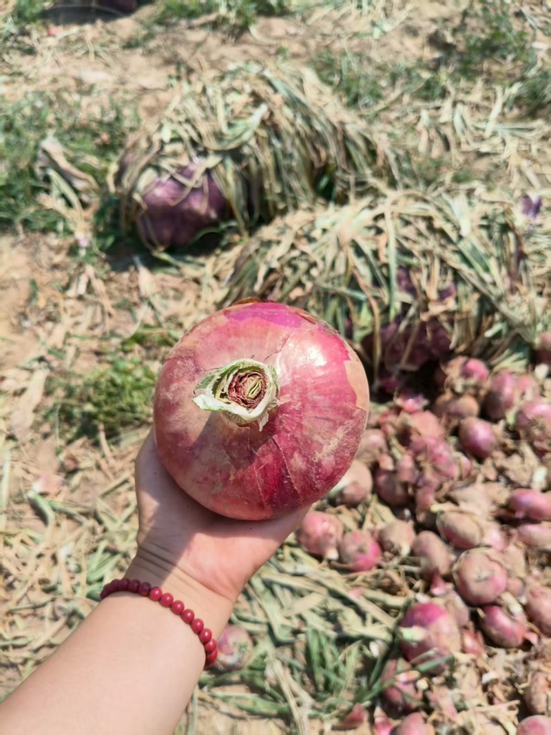 洋葱