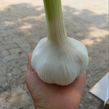 扒皮鲜葱