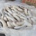 猪短尾