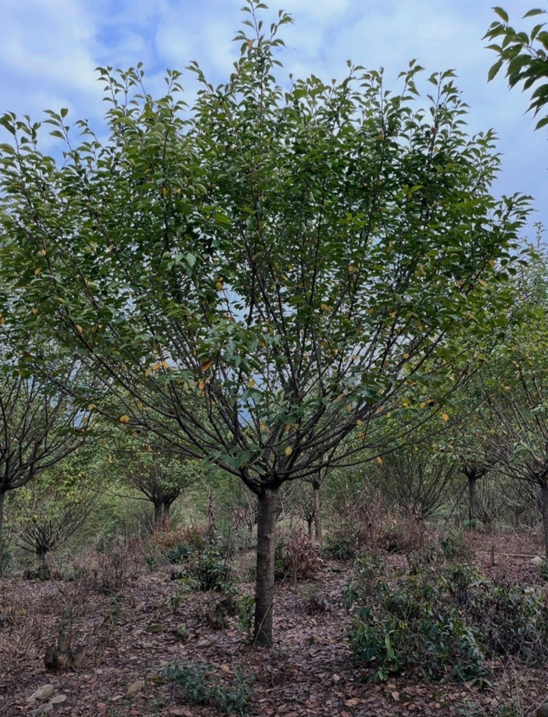 基地大量出售15公分樱花