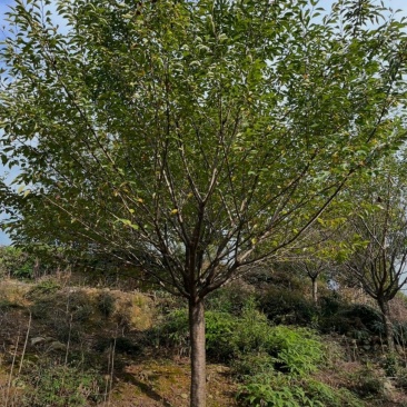 基地大量出售15公分樱花