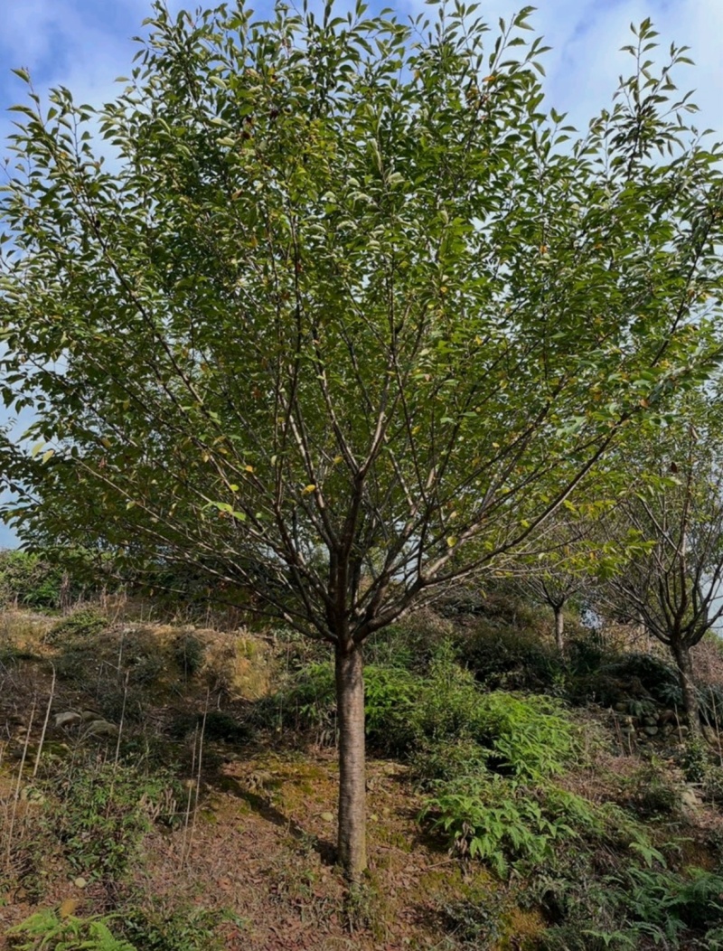 基地大量出售15公分樱花