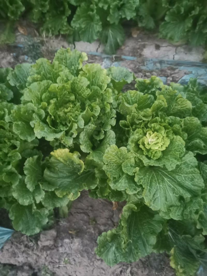 高庄白菜