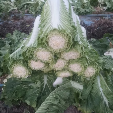 高庄白菜