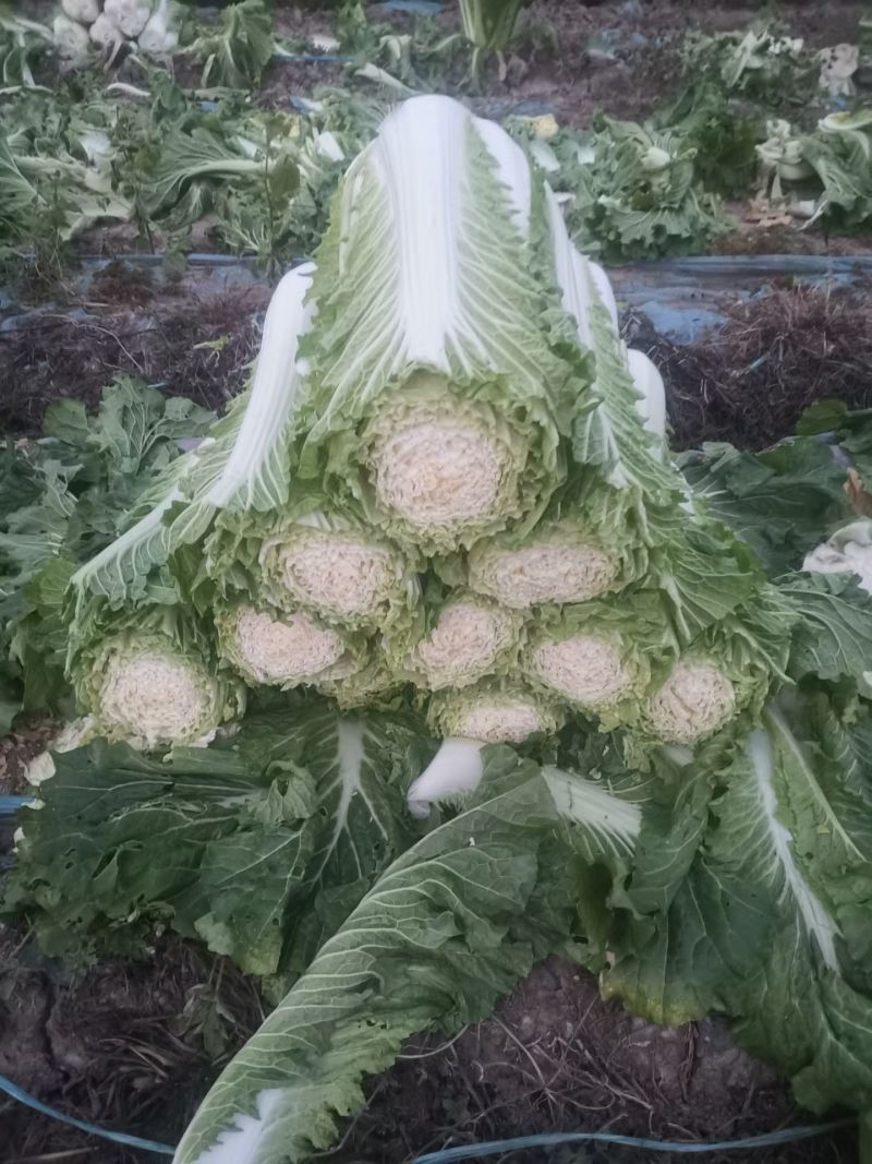 高庄白菜