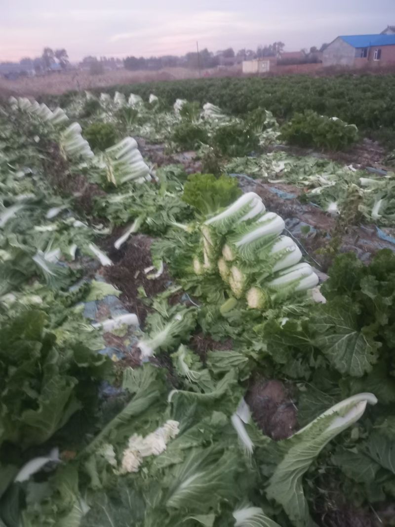 高庄白菜