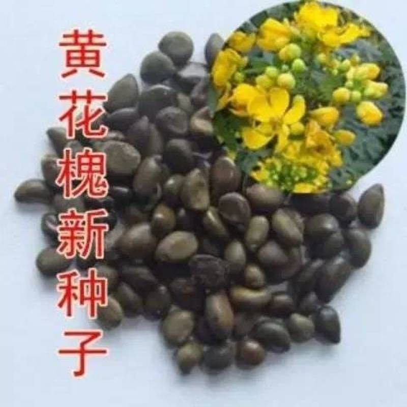 黄花槐种子园林绿化植物荒坡复绿水土保持固土护坡林木灌木树