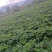 四川高山甜当归鲜当归