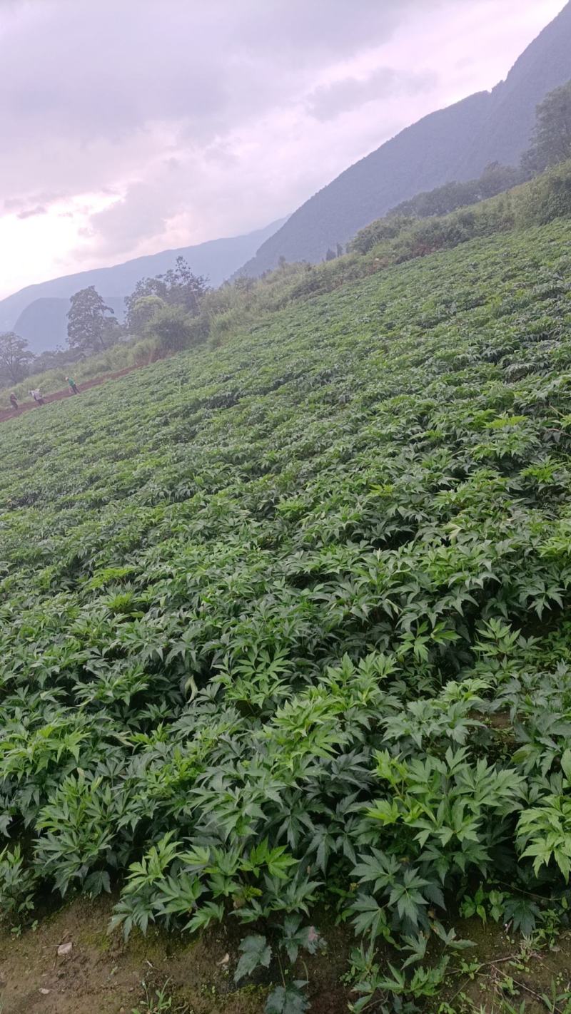 四川高山甜当归鲜当归