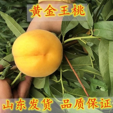 黄金王桃苗嫁接成苗沂蒙山育苗基地直发批发