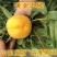 黄金王桃苗嫁接成苗沂蒙山育苗基地直发批发