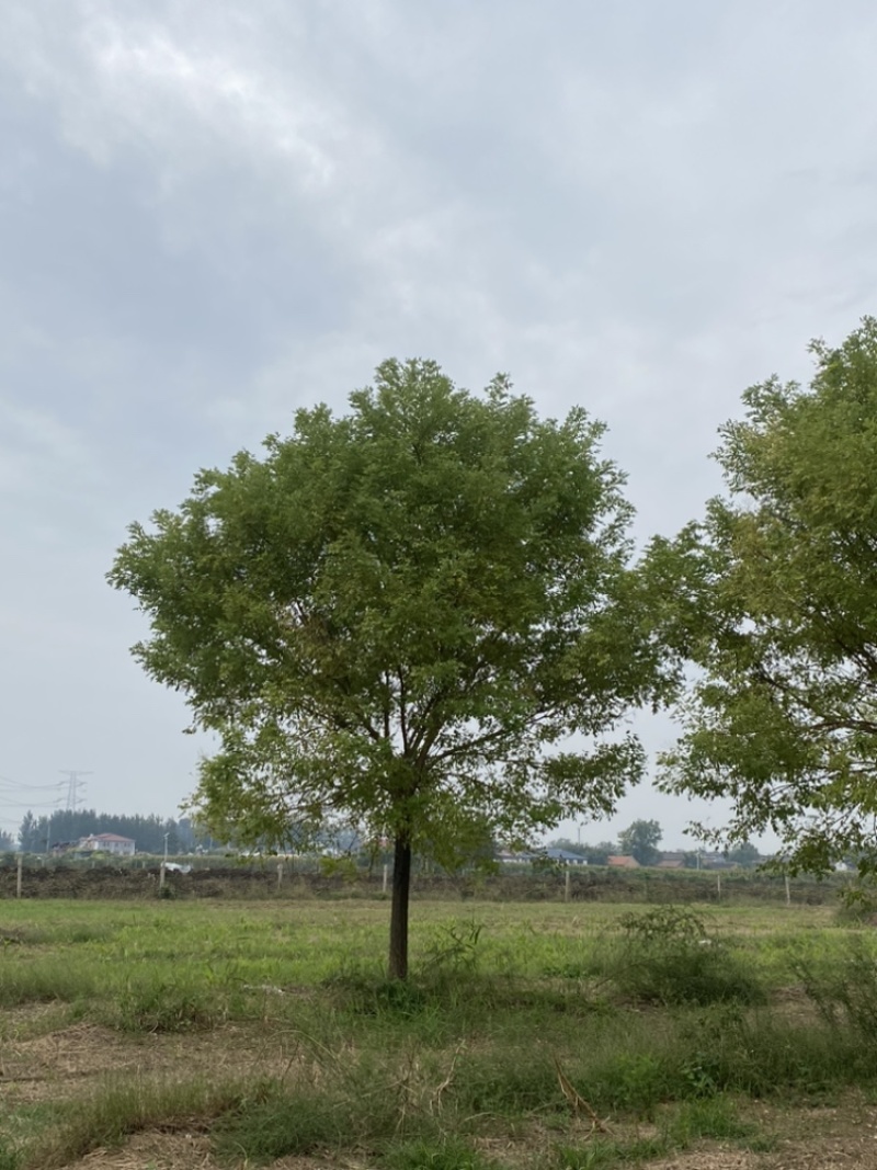 15公分金枝槐清地处理，基地直销，规格齐全