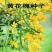 黄花槐种子园林绿化植物荒坡复绿水土保持固土护坡林木灌木树