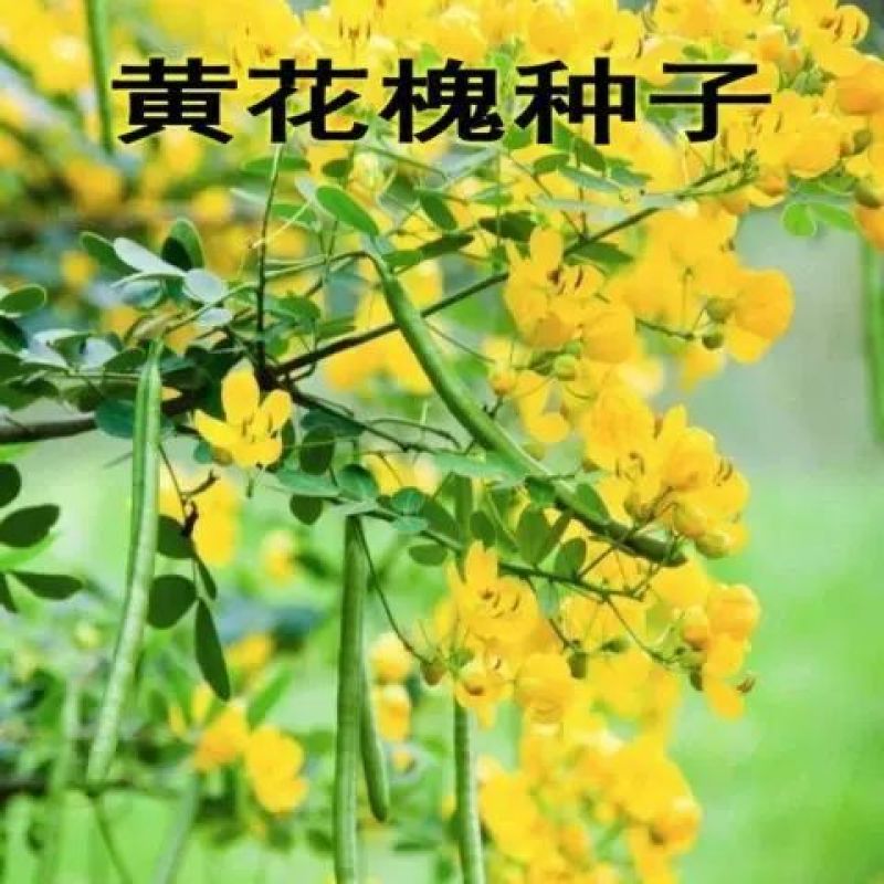 黄花槐种子园林绿化植物荒坡复绿水土保持固土护坡林木灌木树