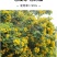 黄花槐种子园林绿化植物荒坡复绿水土保持固土护坡林木灌木树