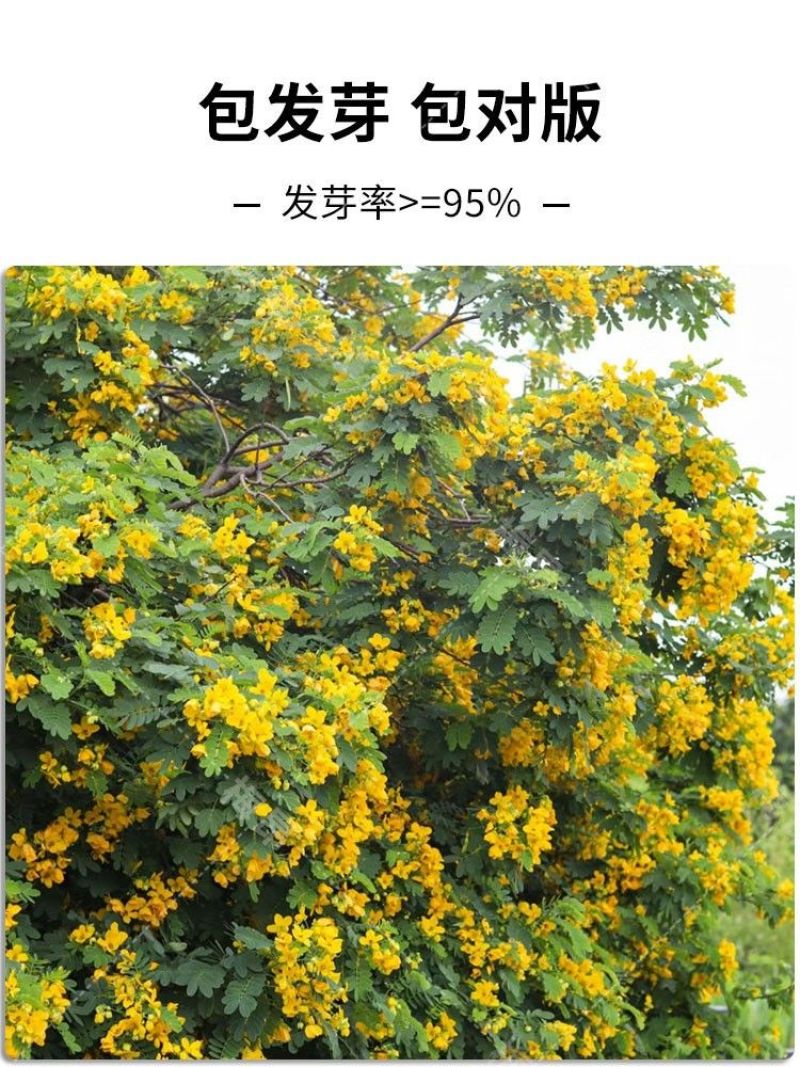 黄花槐种子园林绿化植物荒坡复绿水土保持固土护坡林木灌木树
