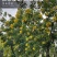 黄花槐种子园林绿化植物荒坡复绿水土保持固土护坡林木灌木树