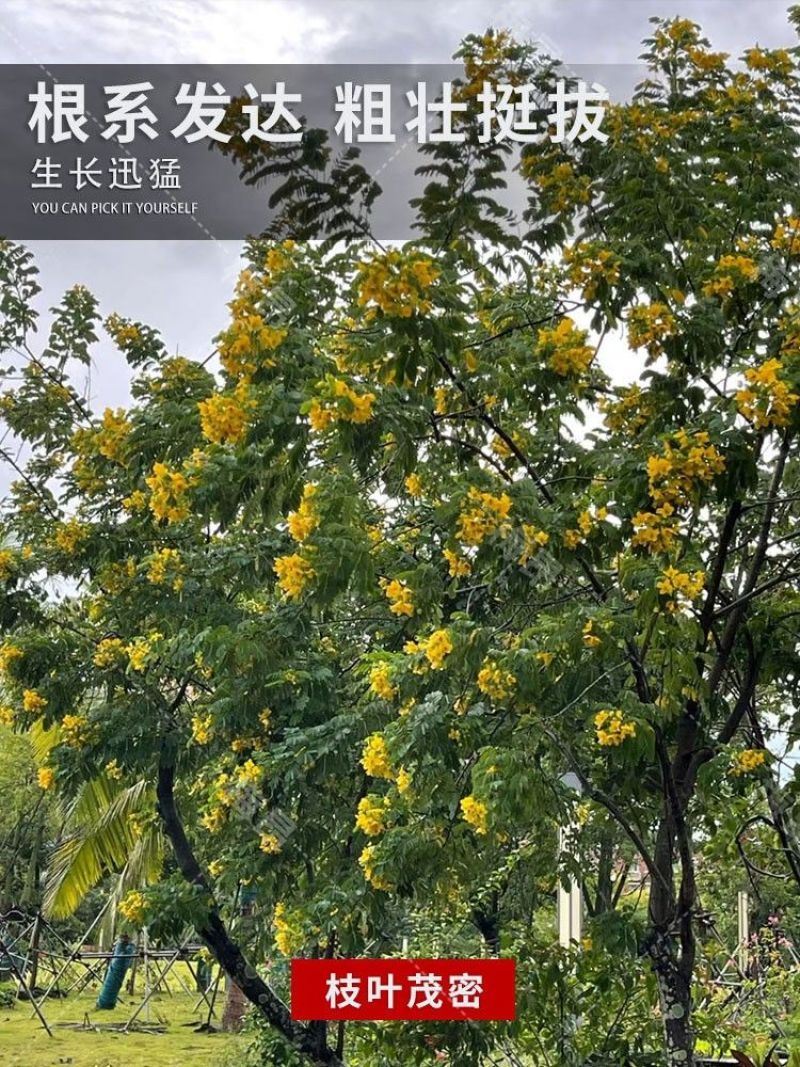 黄花槐种子园林绿化植物荒坡复绿水土保持固土护坡林木灌木树