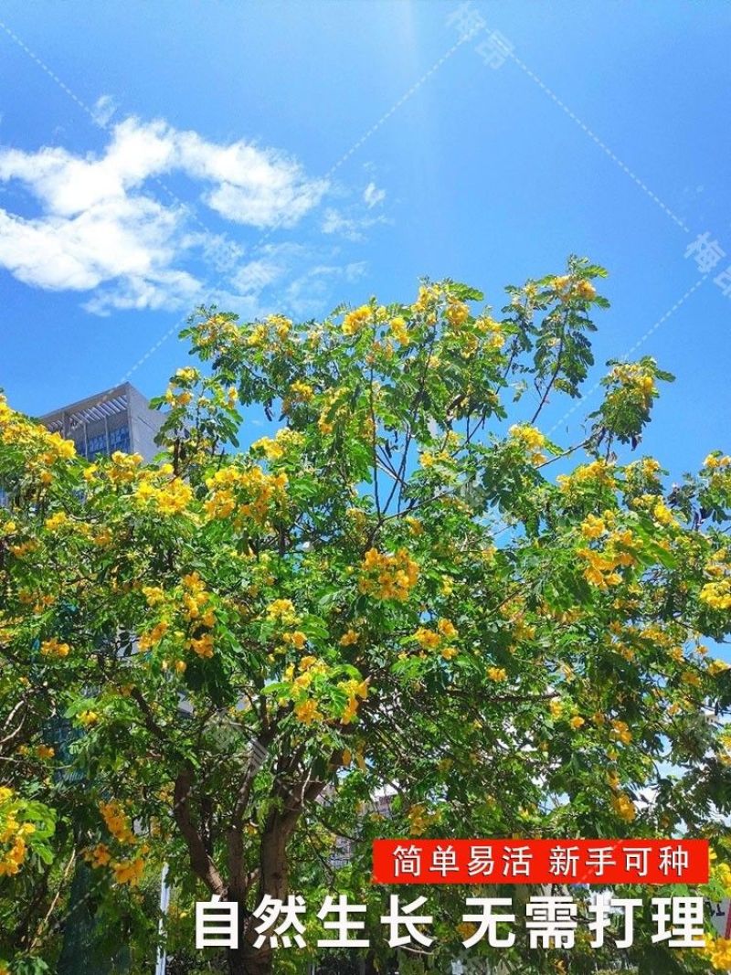 黄花槐种子园林绿化植物荒坡复绿水土保持固土护坡林木灌木树
