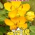 黄花槐种子园林绿化植物荒坡复绿水土保持固土护坡林木灌木树
