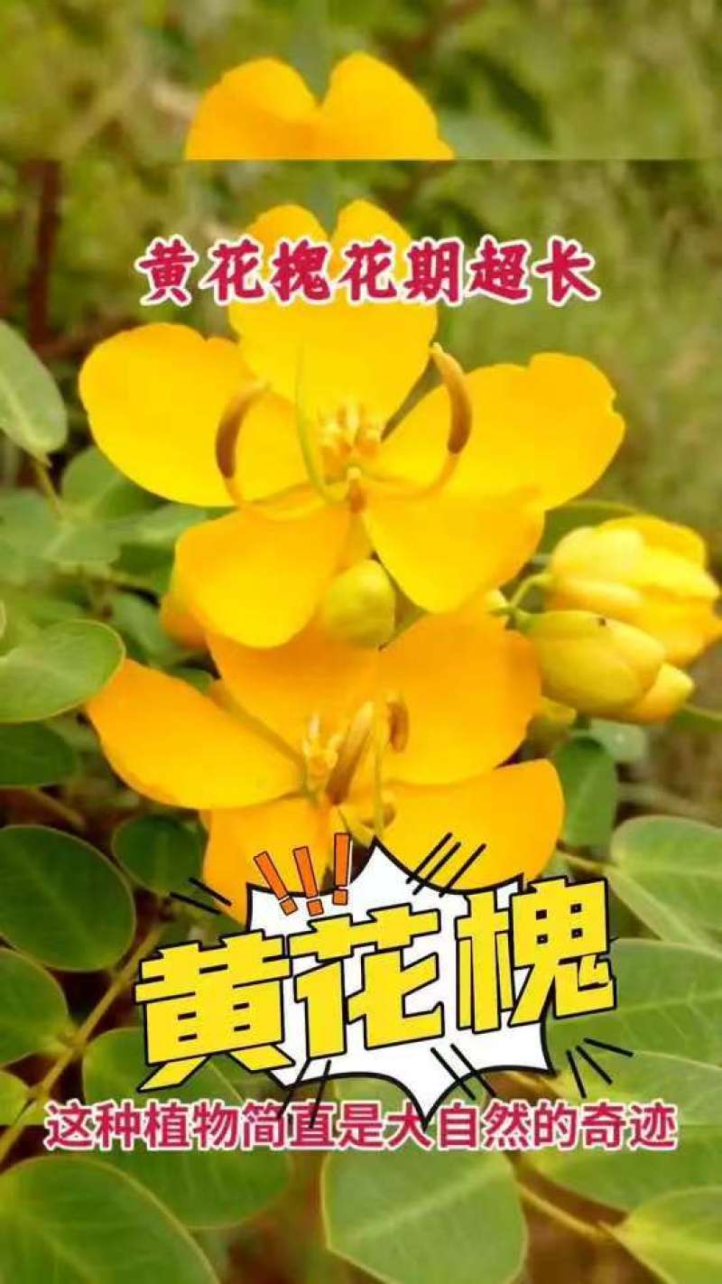 黄花槐种子园林绿化植物荒坡复绿水土保持固土护坡林木灌木树