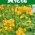 黄花槐种子园林绿化植物荒坡复绿水土保持固土护坡林木灌木树
