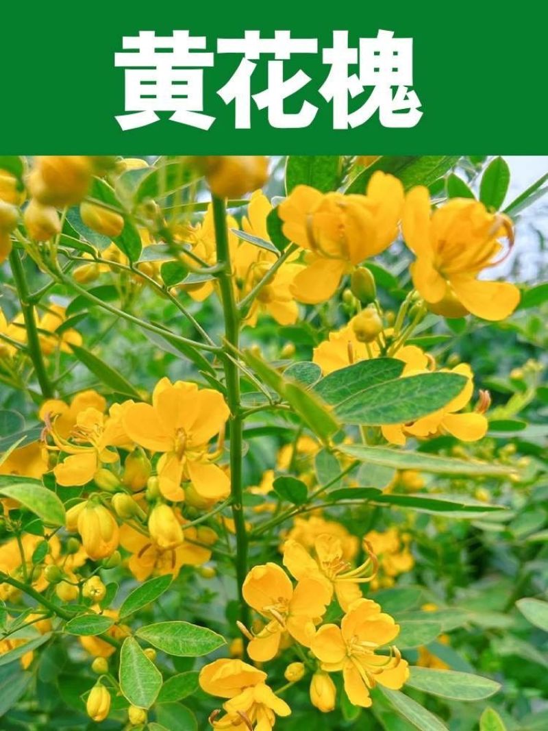 黄花槐种子园林绿化植物荒坡复绿水土保持固土护坡林木灌木树
